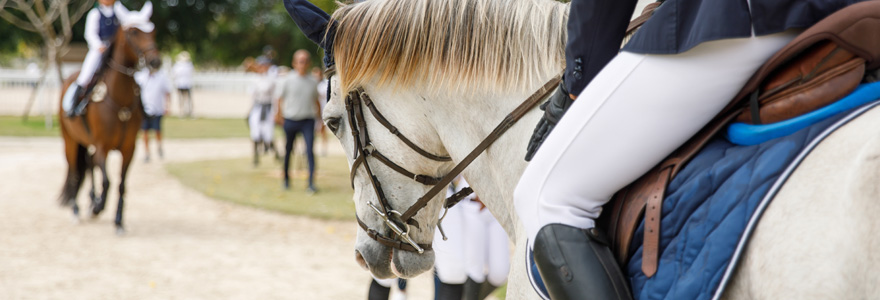 équitation